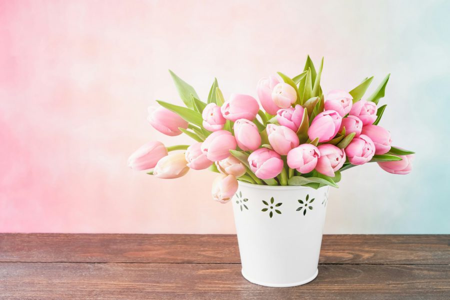 Pink tulips bouquet in a white vase on a pink background. Valentine Day, Mothers day concept.