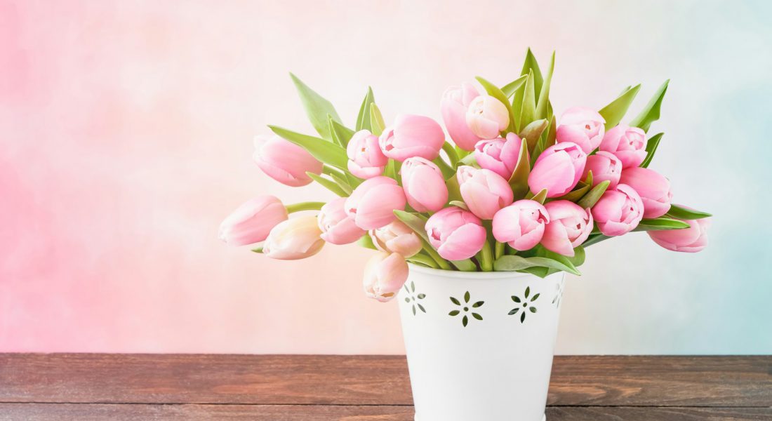 Pink tulips bouquet in a white vase on a pink background. Valentine Day, Mothers day concept.